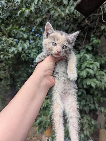 кролик рекс: Кошка даром: Британская короткошёрстная, 3 месяца, Девочка, Метис — 8