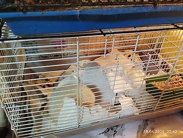 клетка для перепелка: Продам крыс (2 самца) с клетками Две крысы: белый и серый. Серый — 3