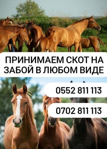 молочное оборудование: Куплю | Коровы,быки, Лошади, кони, Другие с/х животные | — 4