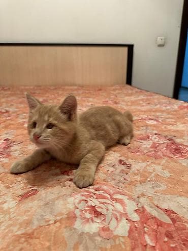 d cat: Кошка даром: Беспородная, Мальчик, Приучена к лотку — 3