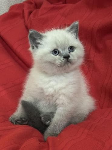 временные приюты для кошек: Продаются шотландские котята, (Scottish Fold, Scottish Straight). С — 5
