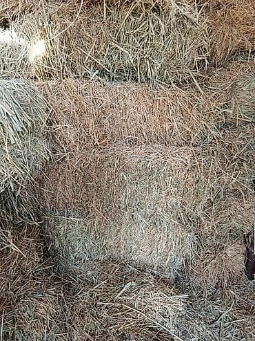 Башка жаныбарлар: Продается ячменная солома, хранилась в сеновале тюки большие плотные — 2