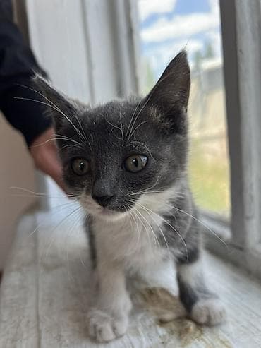Мышык кууту: 🐾 Ищем любящих хозяев для двух котят! 🏡❤️ По Токмаку привезем лично в — 3