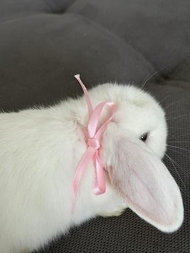 Декоративные кролики: Декоративный кролик 
Девочка 
1.5 месяца 
Привитая 
Ручная — 1