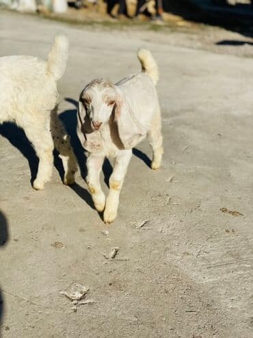 продажа щенков немецкой овчарки в бишкеке с документами: Сатам | Улак | Нубий | Көбөйтүү үчүн — 1