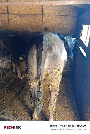 продаю тюки клевера: Продаю | Тёлка | На откорм | Привязанные — 4