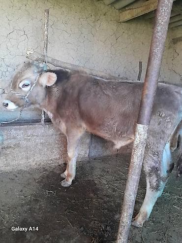 пол для скота: Продаю | Музоо, торпок | На откорм | Привязанные — 1