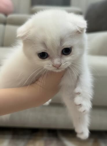 Скотиш Фолд (Шотландская вислоухая), 2 месяца, Девочка, Белый, Приучена к лотку at lalafo.kg Скотиш Фолд (Шотландская вислоухая), 2 месяца, Девочка, Белый, Приучена к лотку