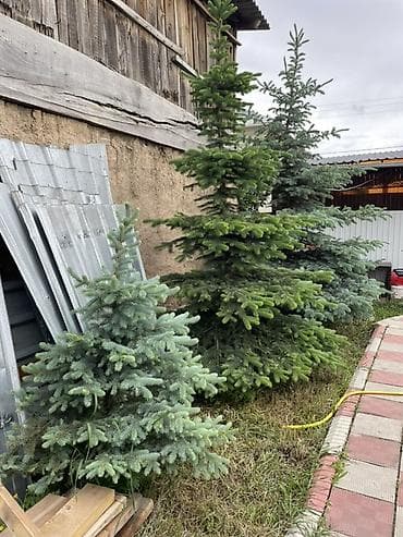 пеньки купить: Голубые ели 3 штуки Одна сизая Длина (4-5 метр примерно) Цена — 2