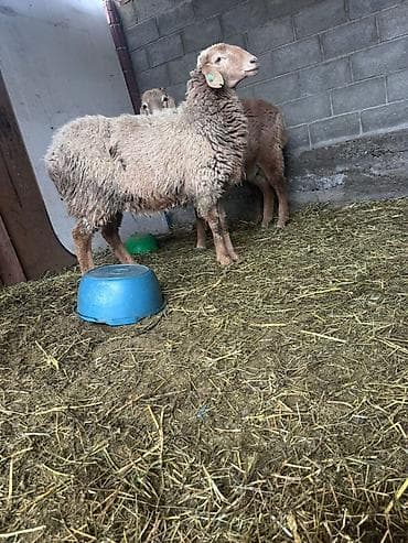 Продаю | Овца (самка) | Для разведения | Матка
