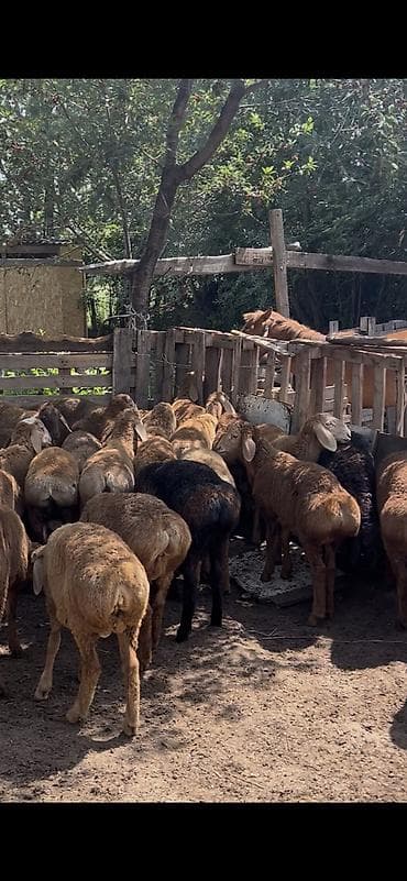 ечки кой: Продаю | Баран (самец) | Арашан | На забой, Для разведения — 3