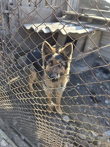 кавкаская овчарка: Немецкая овчарка — универсальная служебно-охранная собака с устойчивой — 1