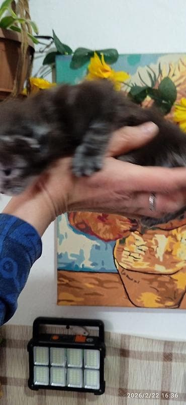 уй сатылат бишкек 2022: Мейн-Кун 🥰. Раннее бронирование ❤️ Осталась одна шикарная — 7