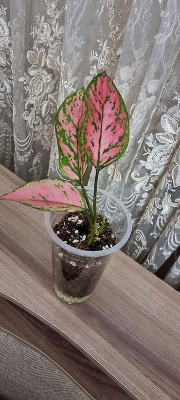 аглаонема: Аглаонема вариегатная (розово‑зеленые формы) Декоративно-лиственное — 5