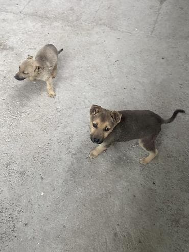 щенок стаффа: Щенки смешанных пород Домашние - Возраст примерно 2 месяца (по фото — 5