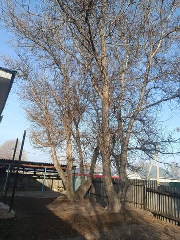 бу спальный гарнитур бишкек цены: Продам взрослое плодовое дерево (орех/грецкий орех) — 5