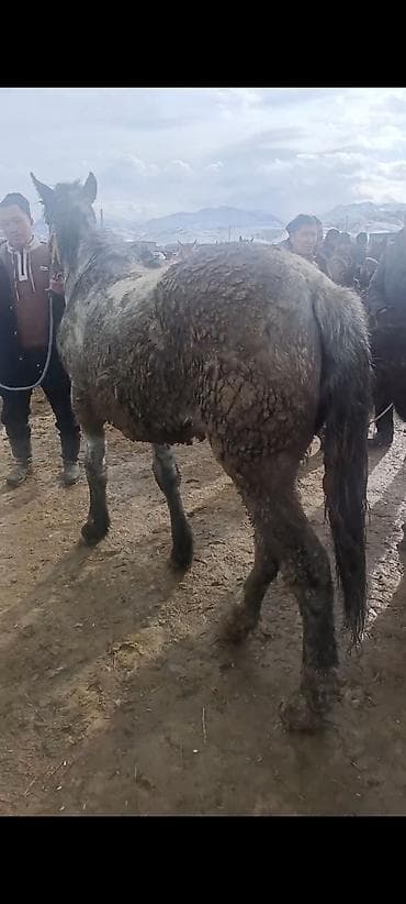 canada goose: Продаю | Кобыла (самка) | Рабочий — 3