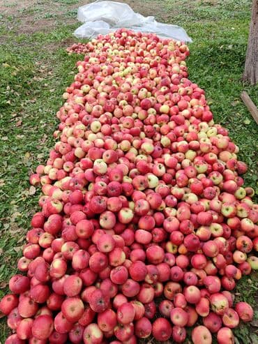 малина кара балта: Яблоки Оптом — 4