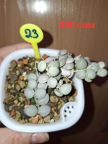 доп свет: Комнатные растения в горшках. 1) Фикус бенджамина (узколистный — 9