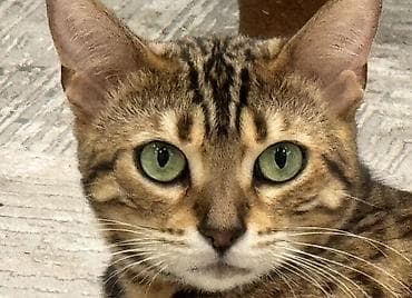 сибирская лесная кошка: Бенгальская, 2 года, Девочка, Приучена к лотку, Проглистована, С документами — 3