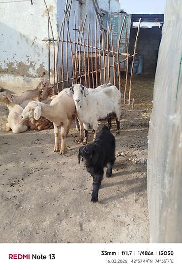 Козы, козлы: Продаю | Коза (самка) | Для молока — 10