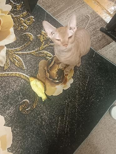 канадский сфинкс котята: Кошка даром: Сфинкс, 1 год, Мальчик, Кастрирована, Приучена к лотку, Проглистована — 1