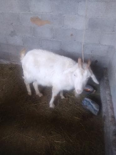 козий сыр: Продаю | Коза (самка), Козёл (самец), Козлёнок | Зааненская | Для молока | Племенные, Котные, Осеменитель — 2