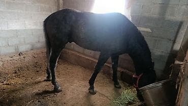 рабочи ат: Продаю | Кобыла (самка) | Конный спорт — 1