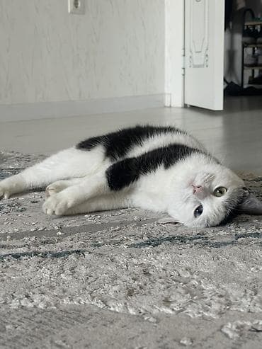 кошке: Кошка даром: Беспородная, 8 месяцев, Девочка, Приучена к лотку — 3
