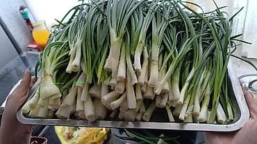 шишки хмеля: Лук на перо из репки — выращивание и готовая продукция - Посадочный — 4