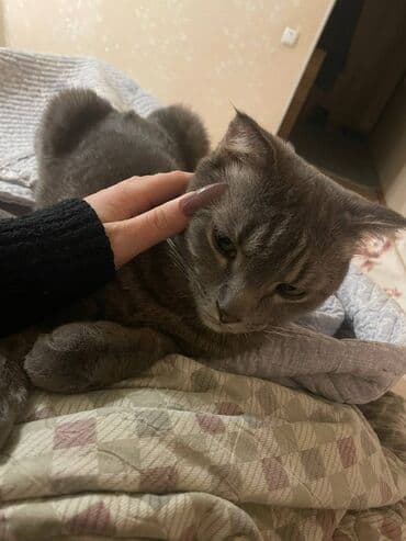 Собаки: Кошка даром: Британская короткошёрстная, 4 года, Мальчик — 4