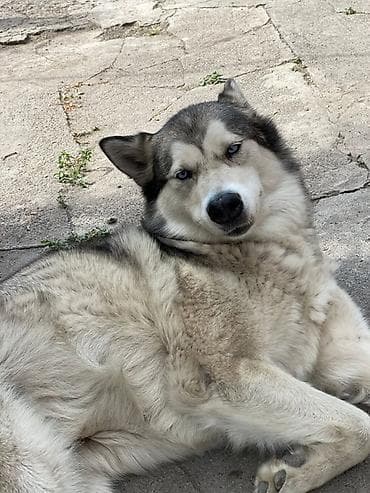 норвежская лесная кошка купить: Более 5 лет, Самка — 2