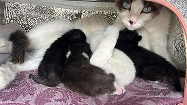 где можно взять кошку бесплатно: 2 месяца, Мальчик — 1
