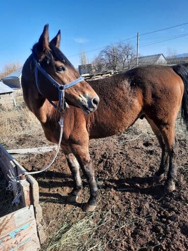 Лошади, кони: Продаю | Жеребец | Конный спорт — 2