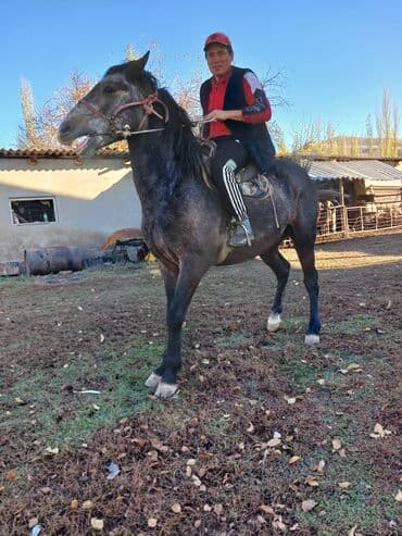 купить собаку шпиц: Продаю | Конь (самец) | Рабочий — 1