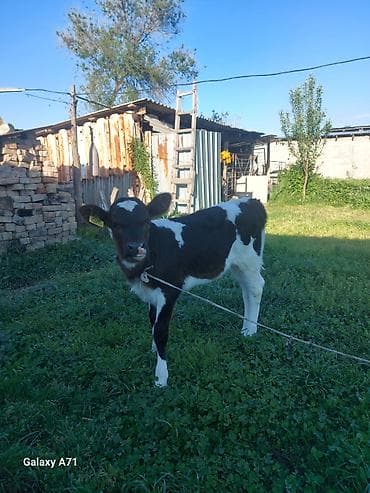 бычки теленок: Продаю | Тёлка, Музоо, торпок | Для молока | Привязанные — 1