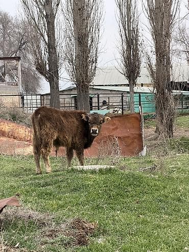 кел кел: Сатам | Бука (эркек) | Аргын, Голштин, Алатоолук — 8