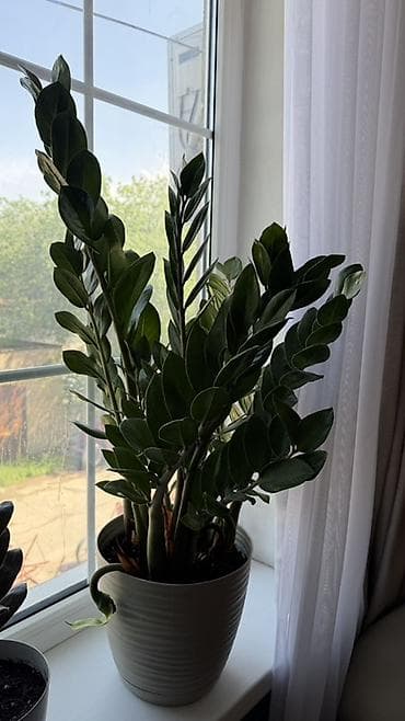 суу насоз: Замиокулькас (долларовое дерево) в декоративном горшке. - Куст — 1