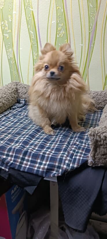 собака мопс: Шпиц, 2 года, Самка, С родословной — 8