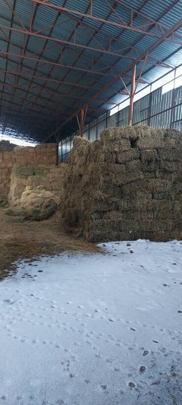 тюк пресс: Продаю клевер (беде) за тюк 450 сом Саман (солома) 220 сом Сенаж 9 — 2