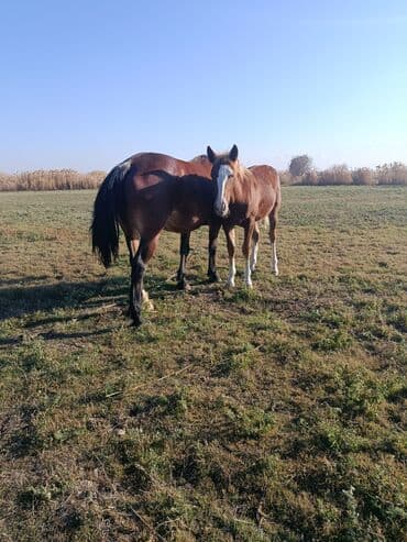 куры доминанты: Продаю | Кобыла (самка), Конь (самец), Жеребенок | Для разведения — 3