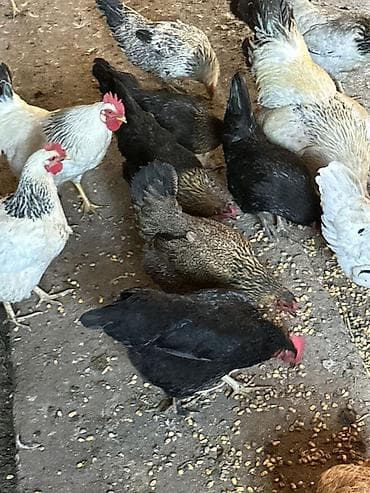 где купить породистых кур: Продаю | Куры, Петух, Цыплята | Кохинхин, Домашняя, Кучинская | На забой, Для разведения, Несушки — 7