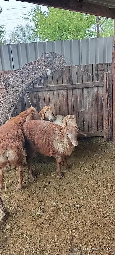 6 месяцев: Продаю | Овца (самка) | Для разведения — 1