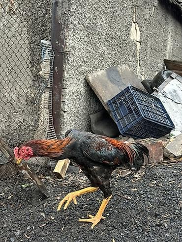 продам курей: Продаю | Петух | Бойцовая, Дакан | Для разведения — 3