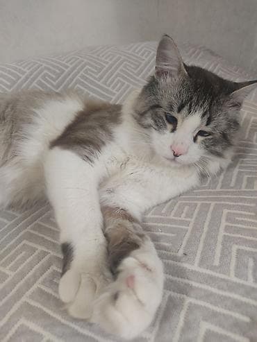 Отдам даром кошку: 7 месяцев, Мальчик, Приучена к лотку — 1