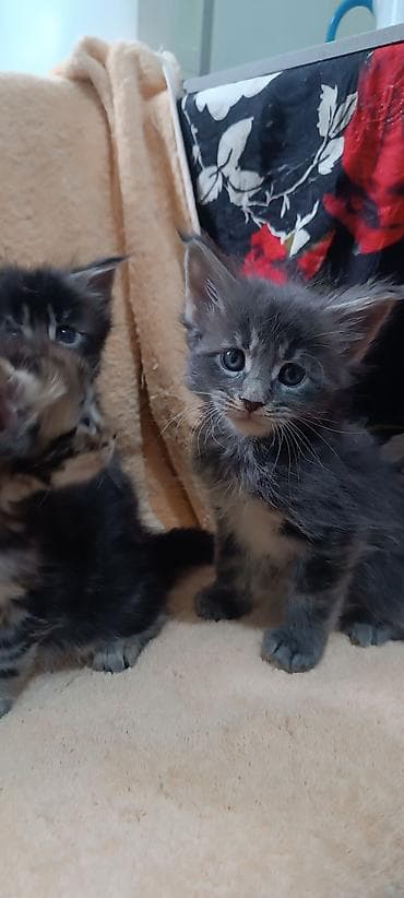 Животные: Мейн-Куны 🥰🥰🥰. Продаются котята Рысята ♥️ Чистокровные, Шикарные — 2
