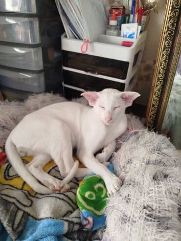 продам кота доска объявлений: Ориентальная, 4 месяца, Мальчик, Белый, Приучена к лотку, Проглистована, С документами — 16