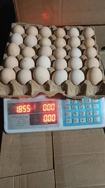 бролер яйцо: Яйца оптом — 2
