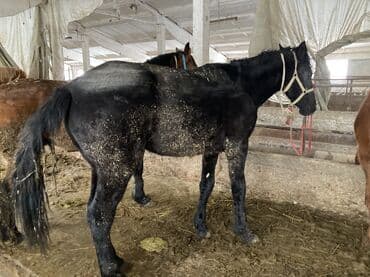 продать животных: Продаю | Кобыла (самка) — 6