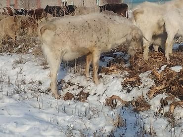 Рыба: Продаю | Коза (самка) | Для разведения — 3